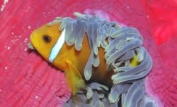 Clown fish taken in the maldives 2006 by Chris Steel 